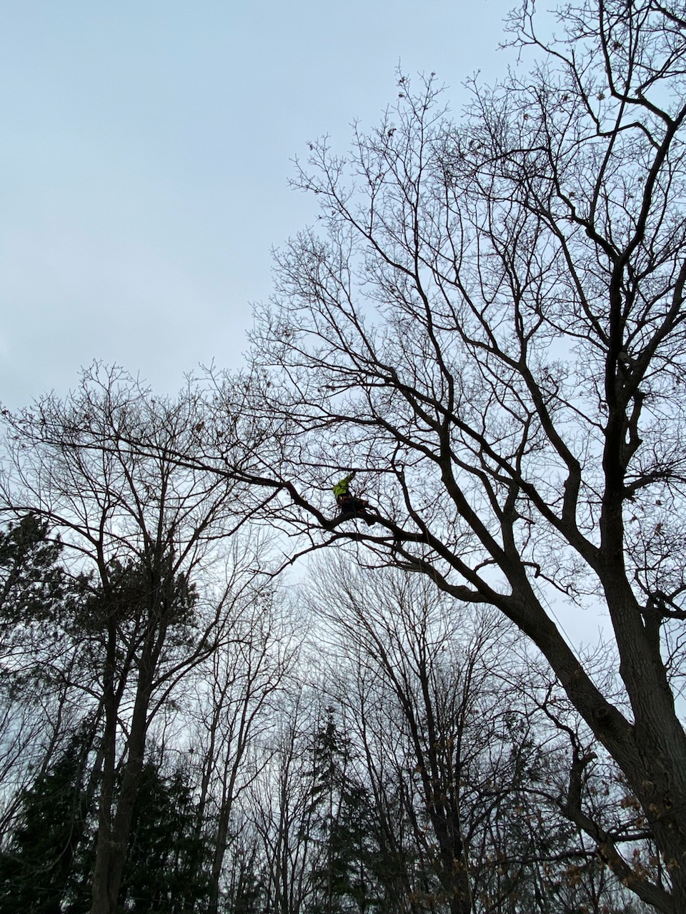 The author climbing an oak tree